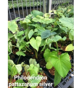 Philodendron pastazanum ‘Silver’