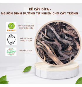 RỄ CÂY DỪA - NGUỒN DINH DƯỠNG TỰ NHIÊN CHO CÂY TRỒNG - MSP1168