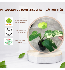 Cây Trầu Bà Đột Biến Philodendron Domesticum Var