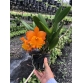 CATTLEYA CAM