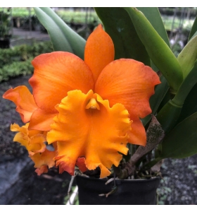 CATTLEYA CAM