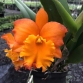 CATTLEYA CAM