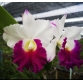 Cattleya Orgrades Grand ( Hoa Thiên Mẫu Thái  )