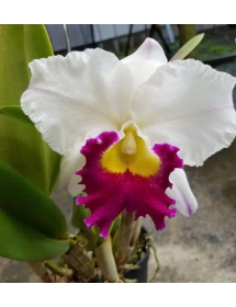 Cattleya Orgrades Grand ( Hoa Thiên Mẫu Thái  )