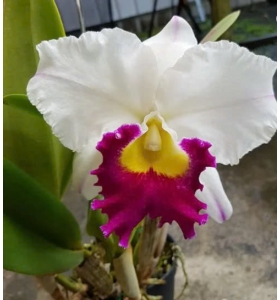 Cattleya Orgrades Grand ( Hoa Thiên Mẫu Thái  )