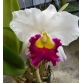 Cattleya Orgrades Grand ( Hoa Thiên Mẫu Thái  )