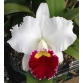 Cattleya Orgrades Grand ( Hoa Thiên Mẫu Thái  )