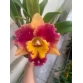 CATTLEYA WELLCOME