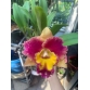 CATTLEYA WELLCOME