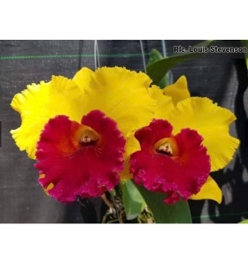 Cattleya rlc.louis stevenson