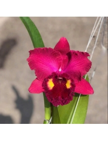 Rlc. AhChung ruby