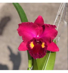 Rlc. AhChung ruby