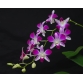 Dendrobium Sonia "Earsakul" giá rẻ