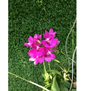Epidendrum Pink
