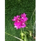 Epidendrum Pink_cây trung