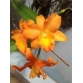 Lc. Canary Cheery ” Sweet Orange”
