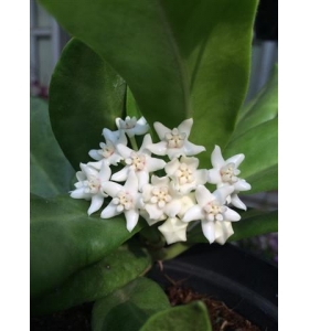 Cẩm cù Hoya Oramicola (trắng)
