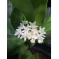 Cẩm cù Hoya Oramicola (trắng)