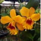 Lc. Golden Digger “ Orchid Jungle” x  Eplc. Don Herman  “Gold Rush”