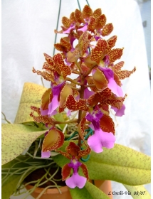ONC. Lanceanum