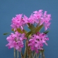 C. Skinnerii var Coerulescens “ Orchid Glade “