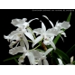 Cattleya skinneri var oculata