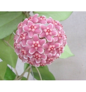 Hoya Dasyantha pink