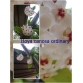 Cẩm cù Hoya Carnosa