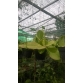 Hoya patchylada