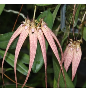 Bulbophyllum (lọng)