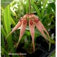 Bulbophyllum lepidum (Lọng quạt)