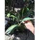 Bulbophyllum (lọng)