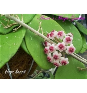 Cẩm cù dây có lá trái tim (Hoya-kerrii-Blat)