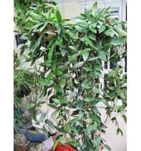 Cẩm cù Hoya-Gracilis-plante1