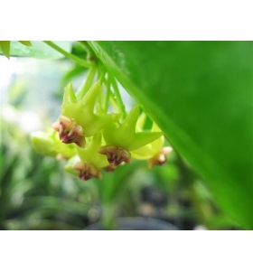 Cẩm cù Hoya Densifolia (ổi vàng)