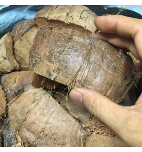 Vỏ dừa cắt miếng 6cm - bán theo Kg