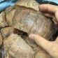 Vỏ dừa cắt miếng - bán theo Kg