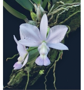 C. Walkeriana Var. Coerulea ” Blue Moon” HÀNG XƯA _bán theo giả hành