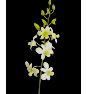 Dendrobium White 5N, White 1, 2_cây CON