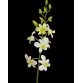 Dendrobium White 5N