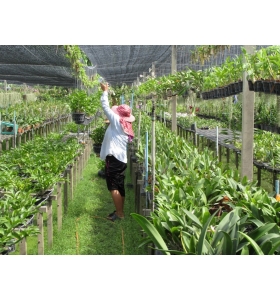 VIDEO - Công nghệ trồng lan tại Thái vượt bậc trong tầm tay VIDEO - Công nghệ trồng lan tại Thái vượt bậc trong tầm tay