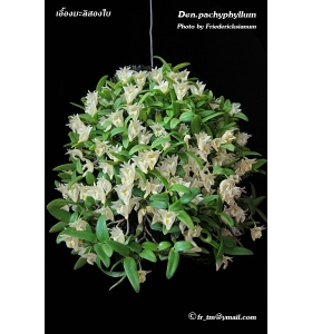 Dendrobium pachyphyllum ( Cục Tròn )