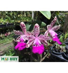 Cattleya Calummata