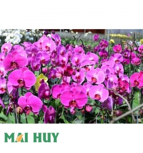 VIDEO - lớp NGỌC ĐIỂM - HỒ ĐIỆP VIDEO - lớp NGỌC ĐIỂM - HỒ ĐIỆP