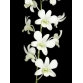 Dendrobium White 5N