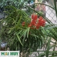 Cattleya Pradit spot