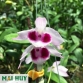 Đại Bạch hoa (Rth. Qing Ming Beauty)