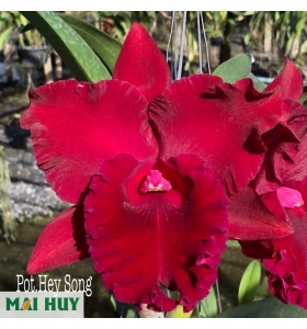 RLC. HEY SONG RED