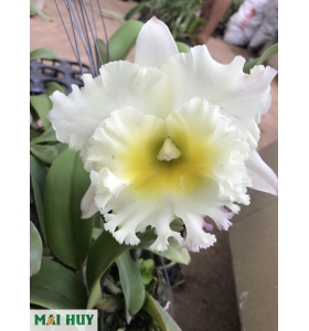 Blc. Siam white the best