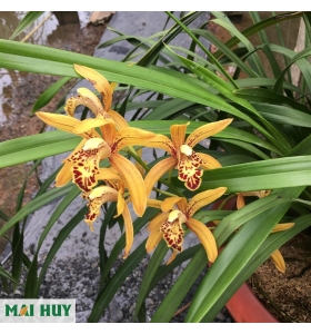 Địa lan cợp vàng - Cymbidium Chen's Ruby 'Gold Tiger' 